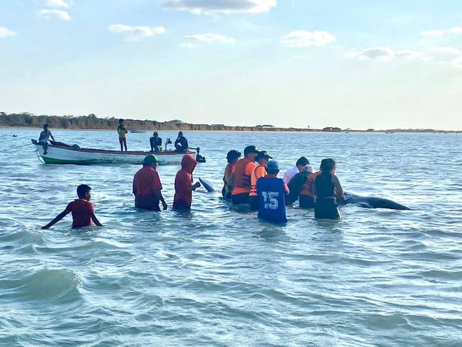 La historia de la ballena bebé que encalló en La Guajira