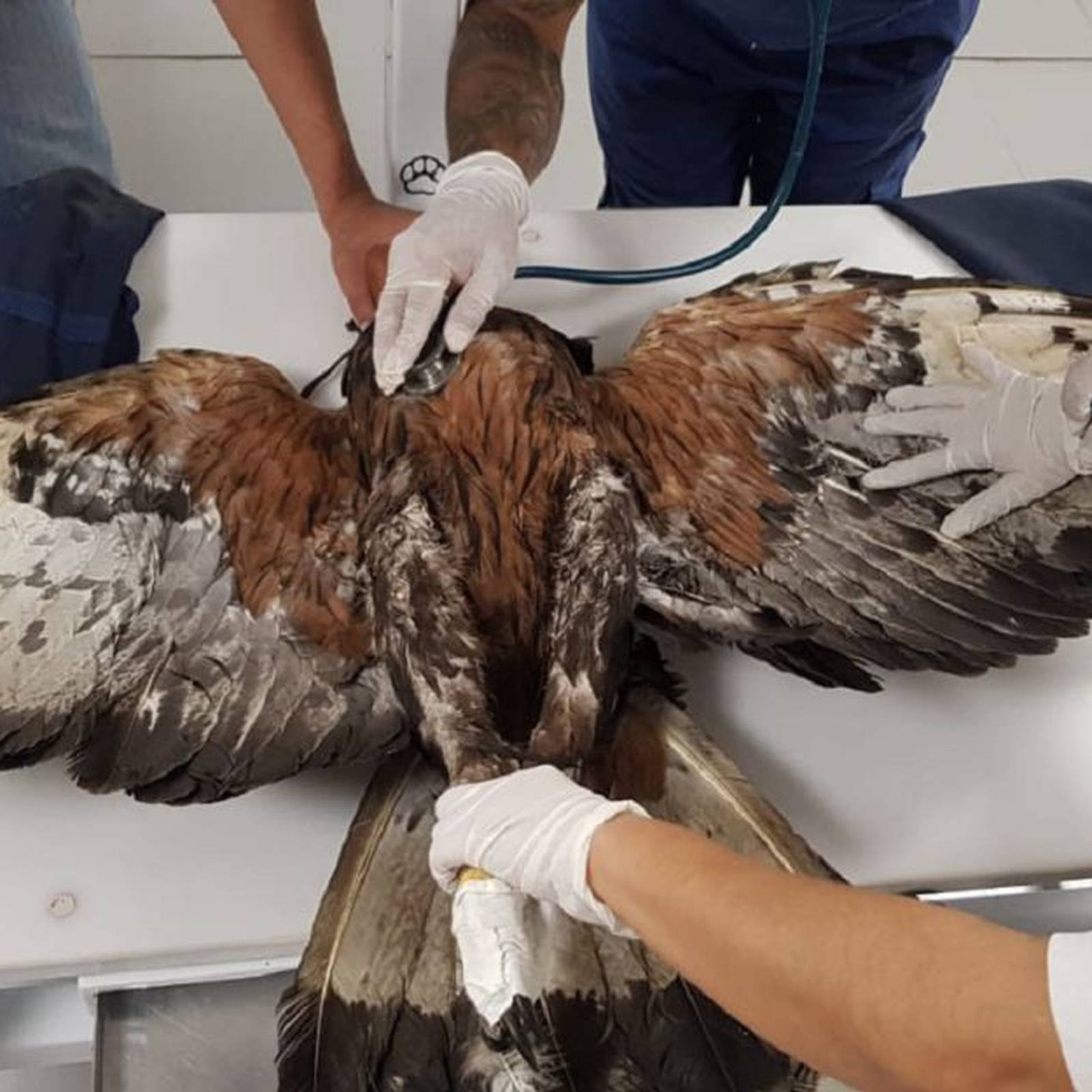 ANIMALES Águila Real rescatada en el Quindío, especie amenazada recibe  atención : Águila Real rescatada en el Quindío, especie amenazada recibe  atención