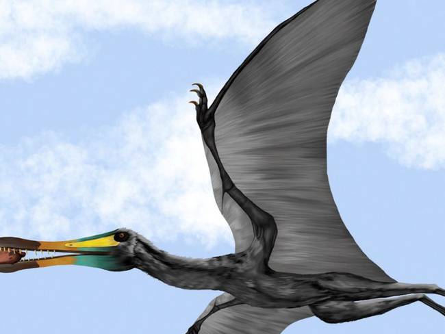 Hallan fósil de pterosaurio en Zapatoca