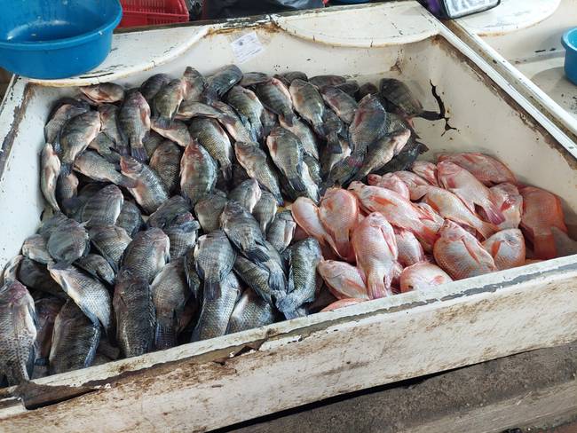 Venta de pescado en el centro de Barranquilla./ Foto: Caracol Radio
