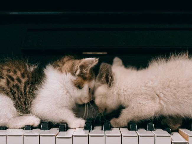 Gatos y piano. 