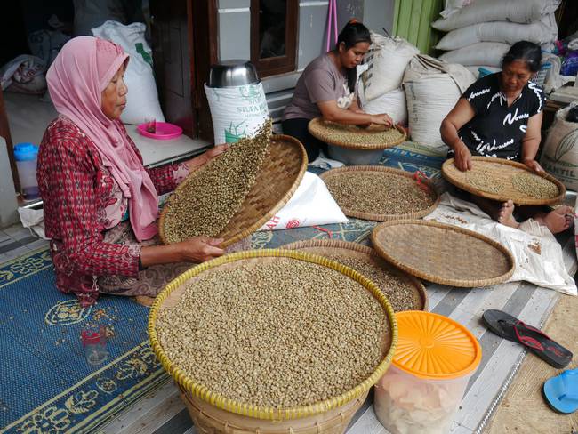 Separación de café robusta en Indonesia. 
(Foto:  Dasril Roszandi/Anadolu Agency via Getty Images)
