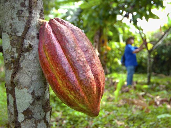 Cultivo de cacao en Cahuita, Costa Rica, uno de los países participantes del estudio.