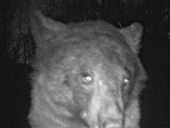 Un oso descubrió una cámara de vida silvestre / Twitter: @boulderosmp