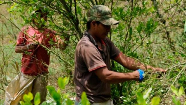 Campesinos y cultivadores de hoja de coca.