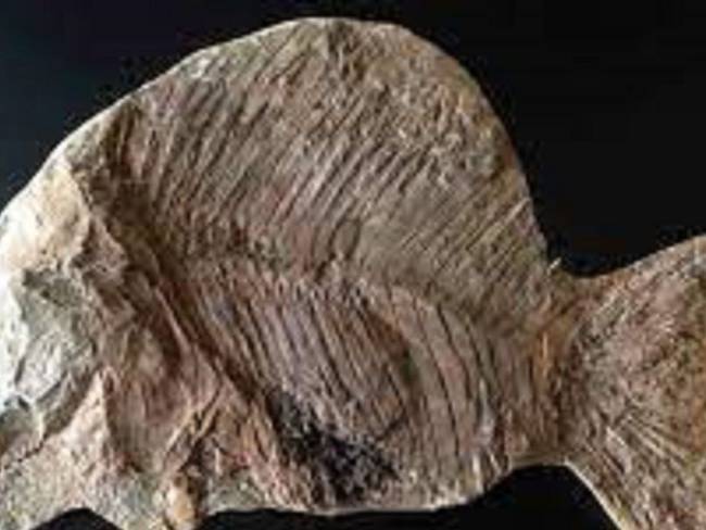 Descubren fósil en 3D de pez con &#039;ojos saltones&#039; en granja de Reino Unido