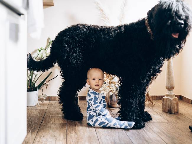 Bebé debajo de un perro de raza grande (Getty Images)