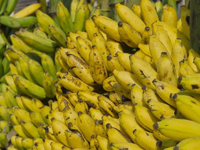 El pasado 8 de agosto, se confirmó que el hongo Fusarium Raza 4 Tropical, que ataca plantaciones de banano, se encuentra en Colombia. Foto: Getty Images