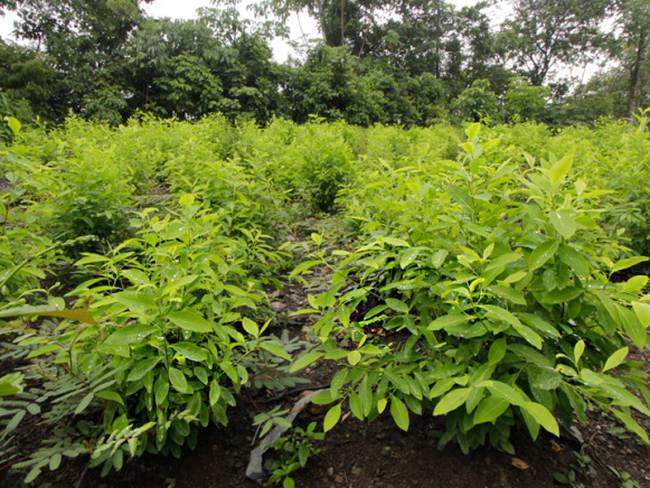 Colombia tendrá un millón más de hectáreas cultivadas en el marco del posconflicto