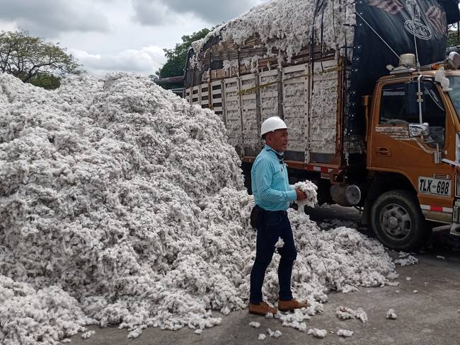 El cultivo de algodón crece en Colombia/Caracol Radio