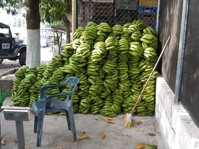 En el Huila, los cultivos de plátanos mejoran las condiciones de los campesinos