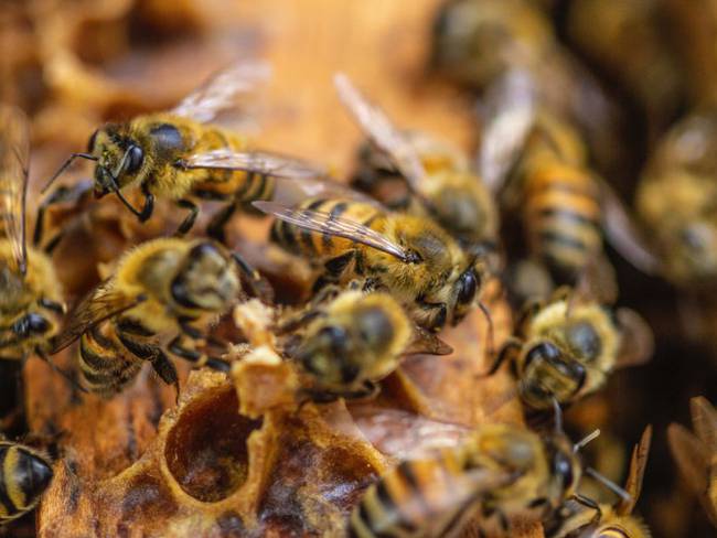 La Andi busca que apicultores y agricultores Quindío cuiden las abejas