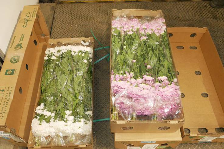 Puerto de Santa Marta aumenta exportación de flores a Estados Unidos
