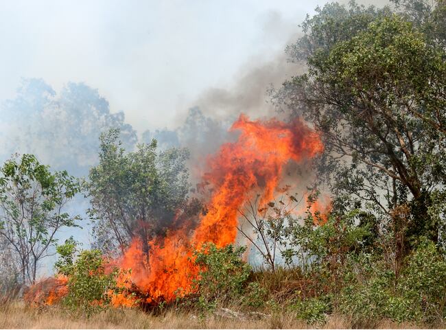 Incendios forestales han consumido 300 hectáreas en Santander