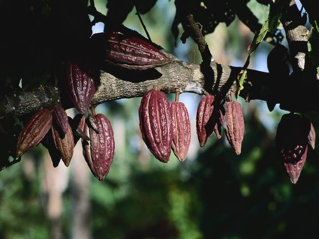 Sí al cacao, no a los cultivos ilícitos, dicen campesinos en San José del Fragua, Caquetá