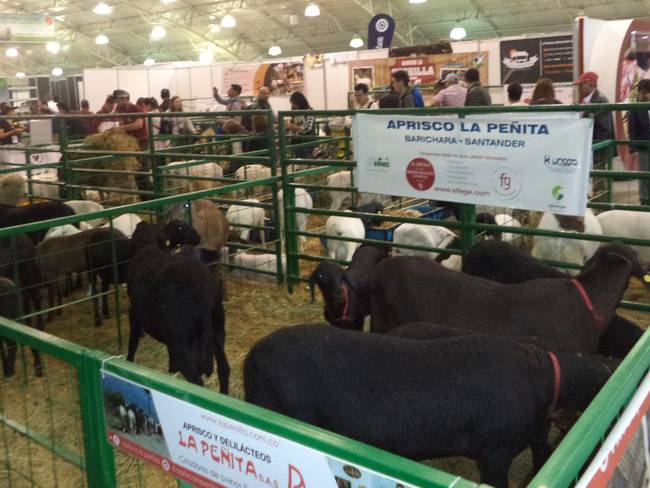 Exposicion de ovinos y caprinos en Agroexpo 2019