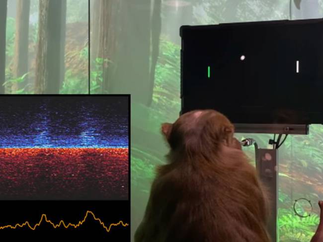 Un mono juega ping pong mediante el implante cerebral de Neuralink.
