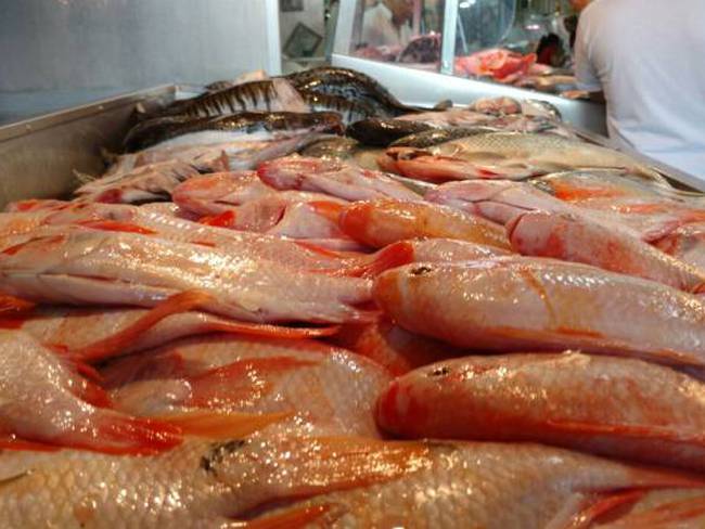 Contrabando e importación de pescado perjudicaría a pescadores artesanales de Puerto Boyacá