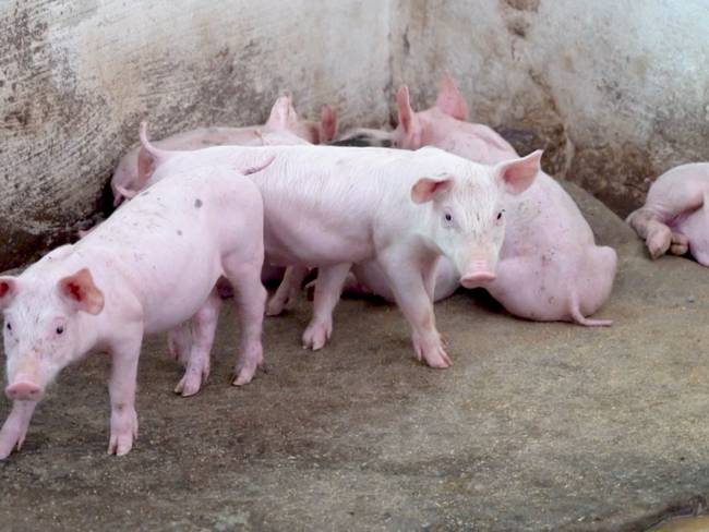 Colombia ya podrá vender carne de cerdo a Cuba