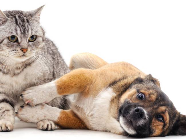 Las mascotas diagnosticadas con diabetes pueden llevar una vida saludable y plena con un tratamiento integral