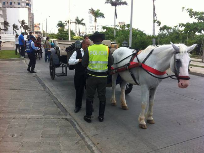 Inmovilizan siete caballos cocheros en Cartagena por desnutrición