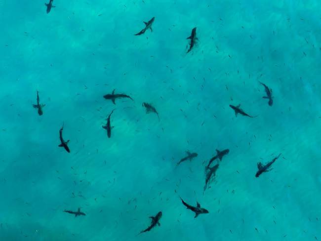 Prestadores de servicios turísticos estarían alimentando tiburones en San Andrés