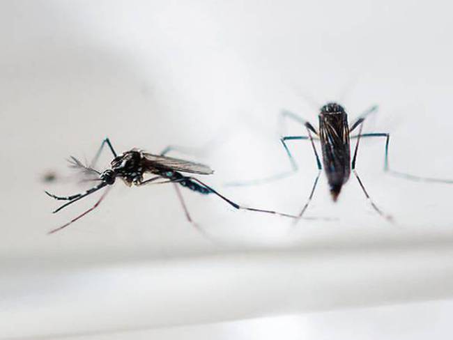 INS reveló que en Colombia hay 47 mil casos de Zika confirmados