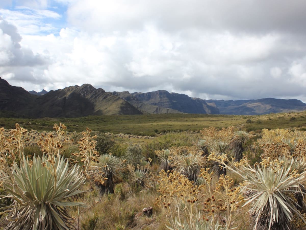 Bancadas alternativas piden a Duque no promover la minería en páramos