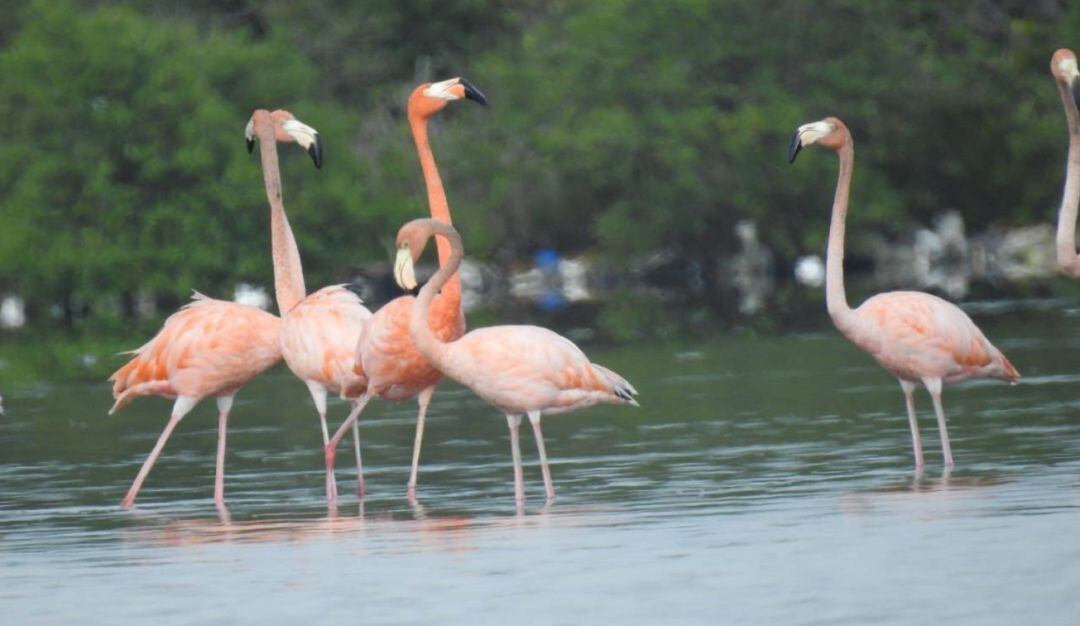 Con la campaña #EstamosDeVisita Cardique busca la protección y conservación de estos animales en este cuerpo de agua de Cartagena