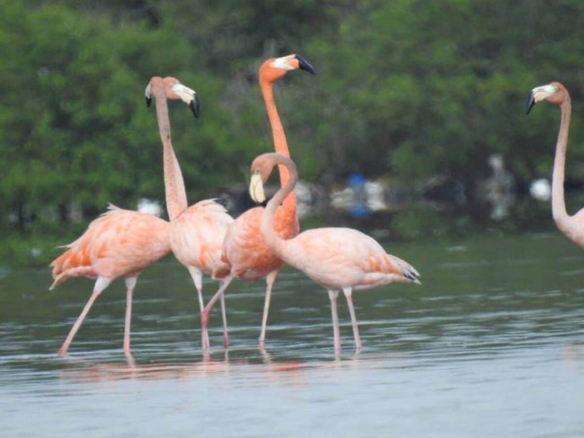 Más de 300 flamencos rosados embellecen paisaje de la Ciénaga de la Virgen