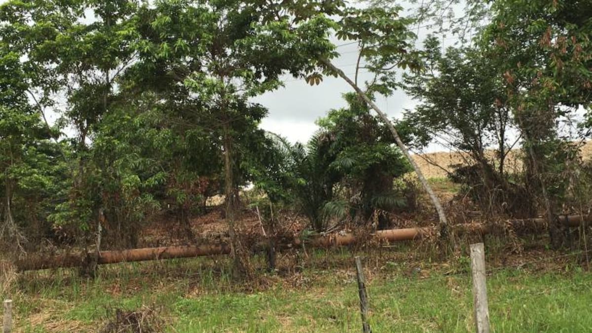 ‘Pate grillo’, el negocio ‘desorbitado' en Catatumbo
