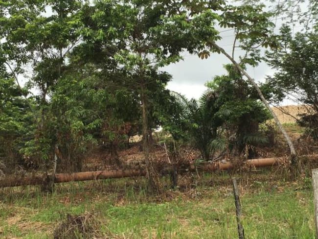 ‘Pate grillo’, el negocio ‘desorbitado' en Catatumbo