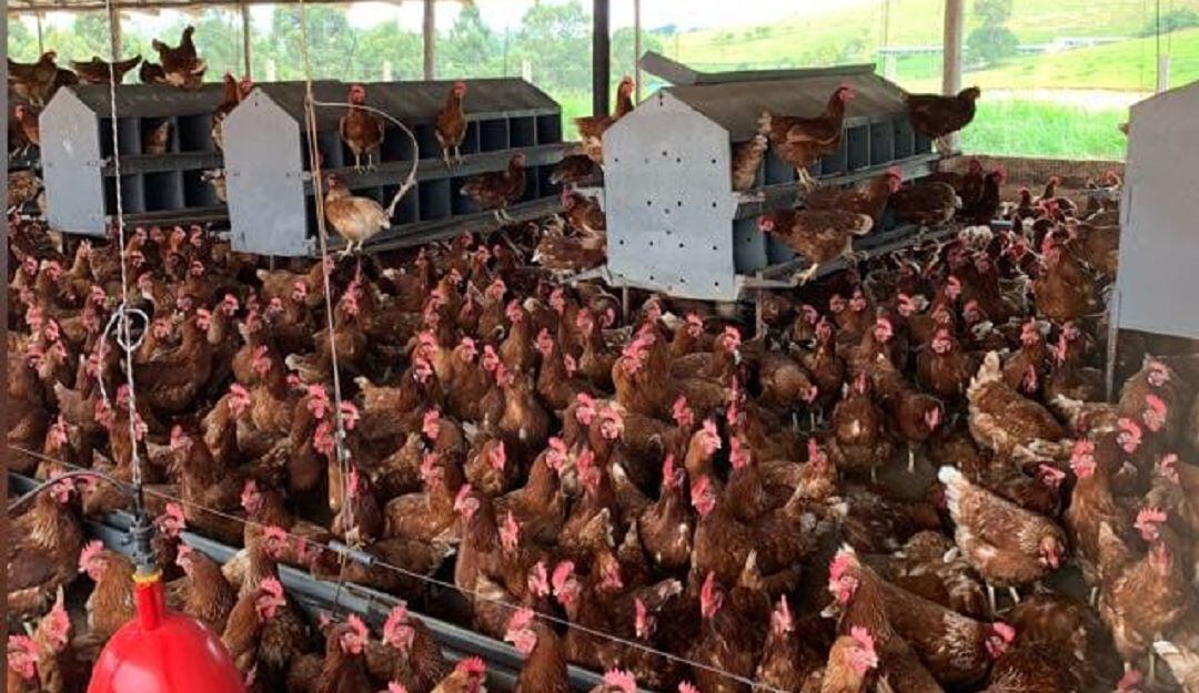 Reisgo por falta de alimento para la cria de aves