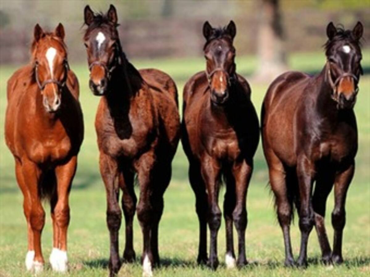 Varias marcas de lasaña son retiradas de la venta en Francia por contener carne de caballo