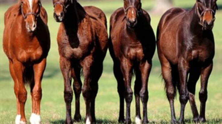 Varias marcas de lasaña son retiradas de la venta en Francia por contener carne de caballo