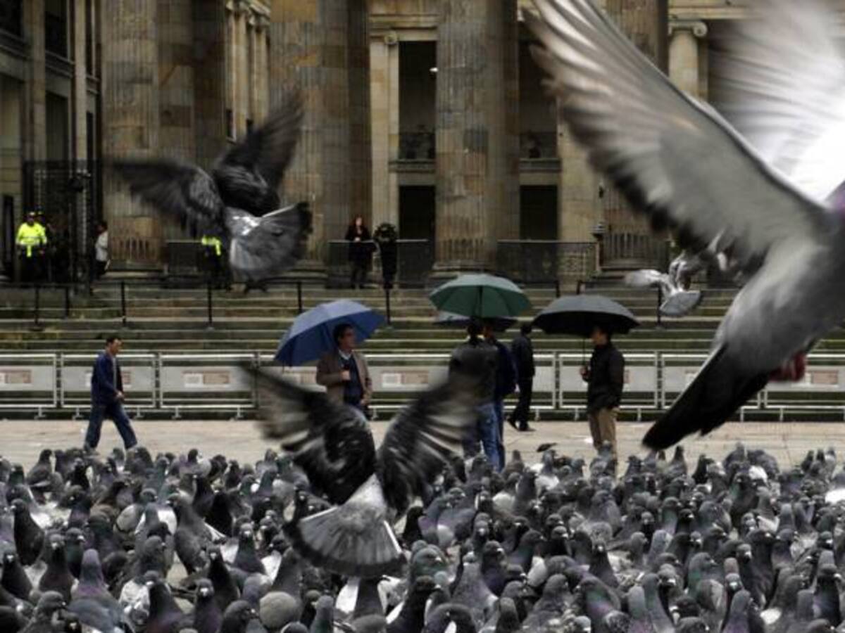 Sobrepoblación de palomas en Bogotá, hay cerca de 500.000 en la cuidad