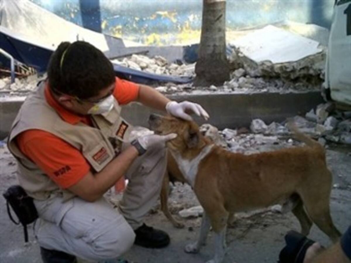 Seis meses después: más de 25.000 animales beneficiados con la Coalición para el Rescate de Animales en Haití (ARCH)