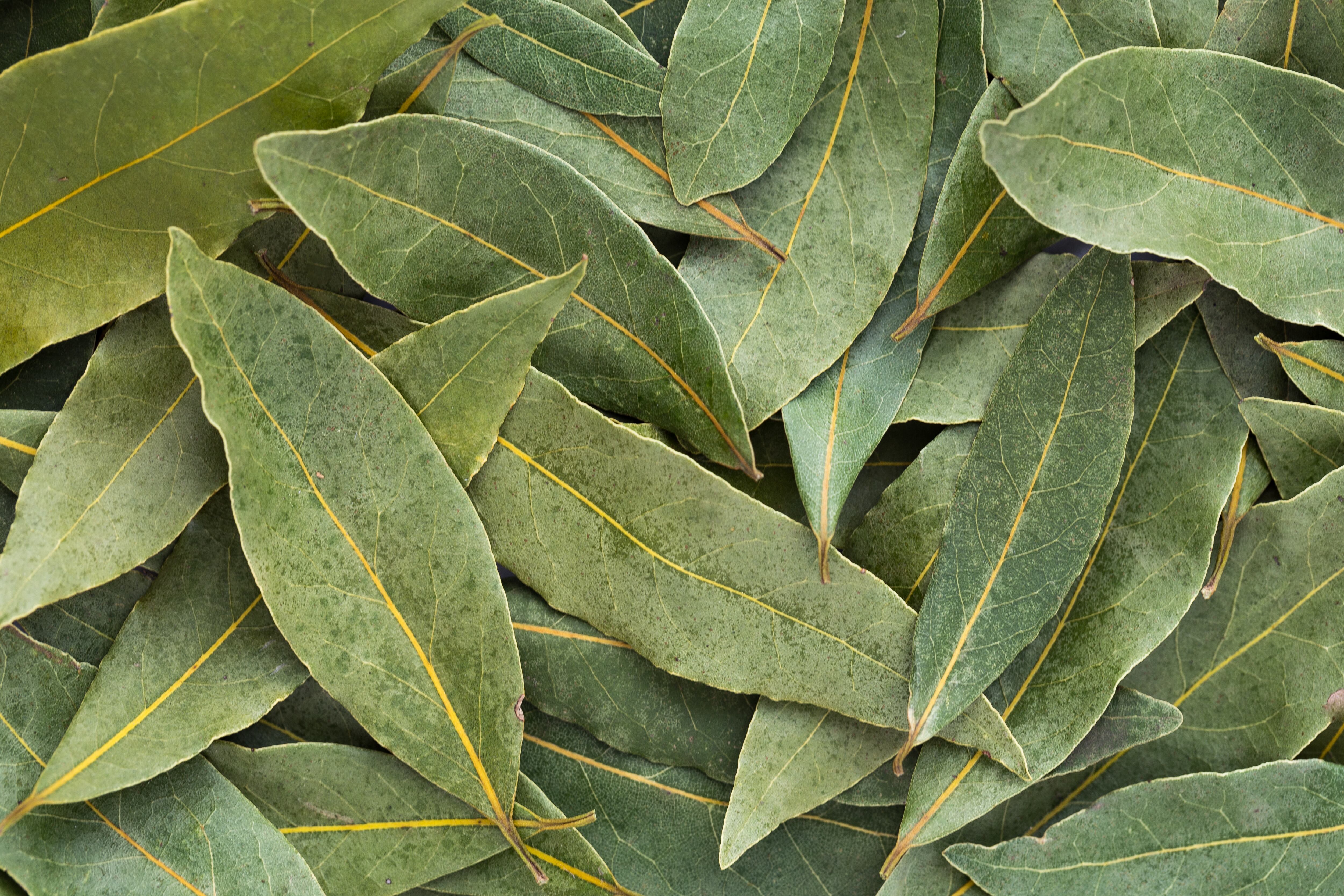 Hoja de Laurel, imagen de referencia. Foto: Getty Images.