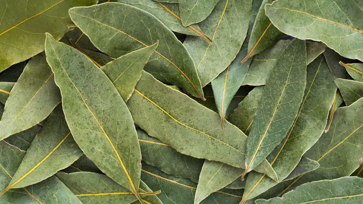 ¿Por qué se viralizó usar una hoja de laurel en el forro del celular? Este sería el significado