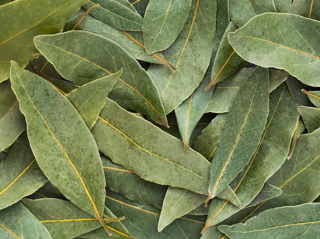 Hoja de Laurel, imagen de referencia. Foto: Getty Images.
