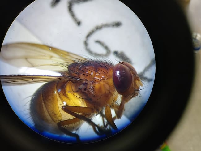 U. Magdalena lanza proyecto científico con moscas, un aliado a la Medicina forense