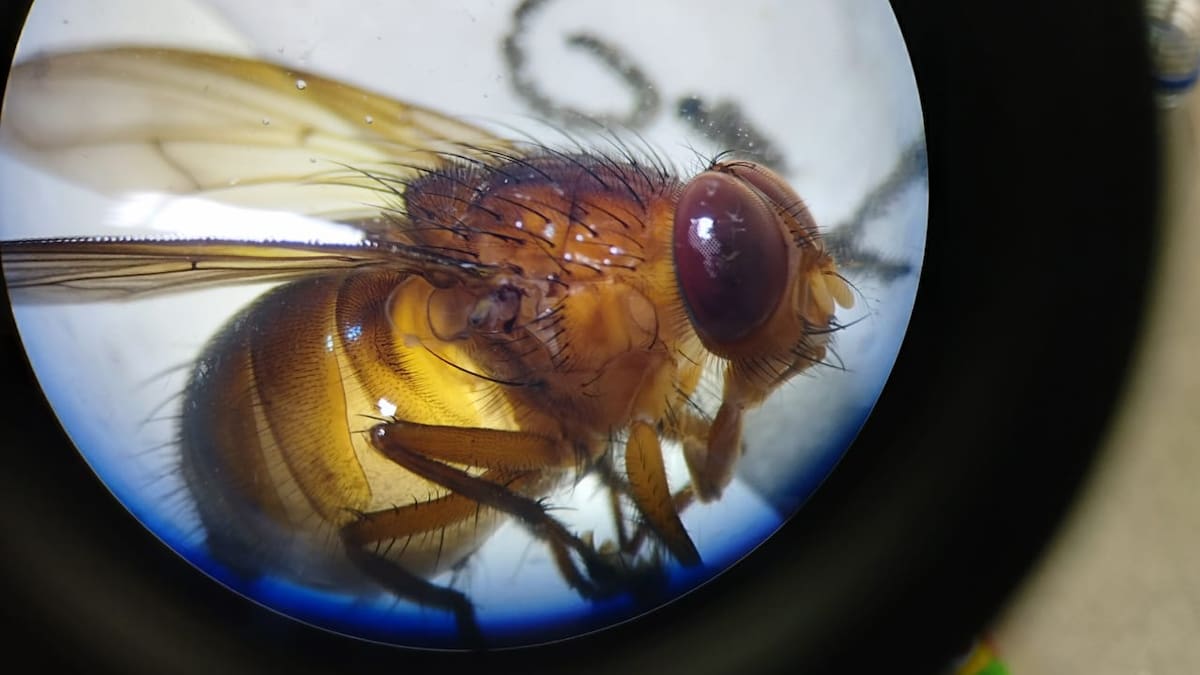 Mosca doméstica intacta hallada en los intestinos de un hombre conmociona a médicos