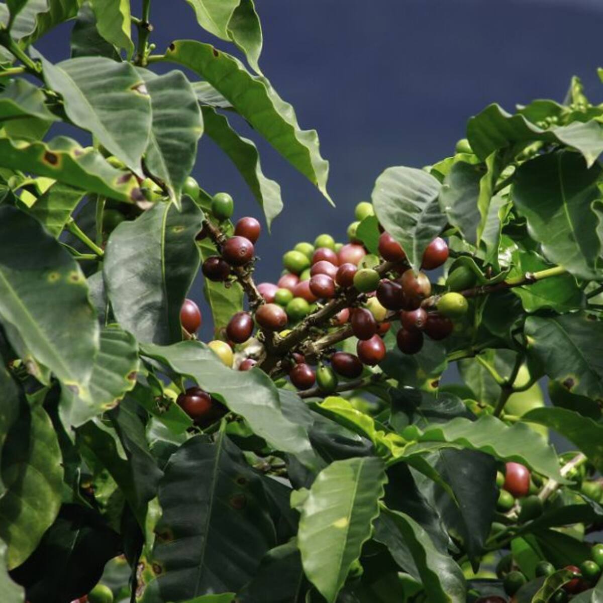 En el Día Nacional del Café se destaca el Paisaje Cultural Cafetero