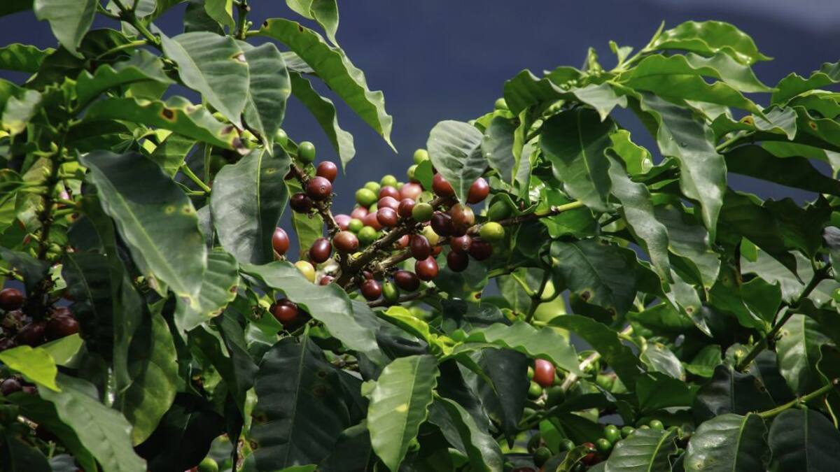 En el Día Nacional del Café se destaca el Paisaje Cultural Cafetero