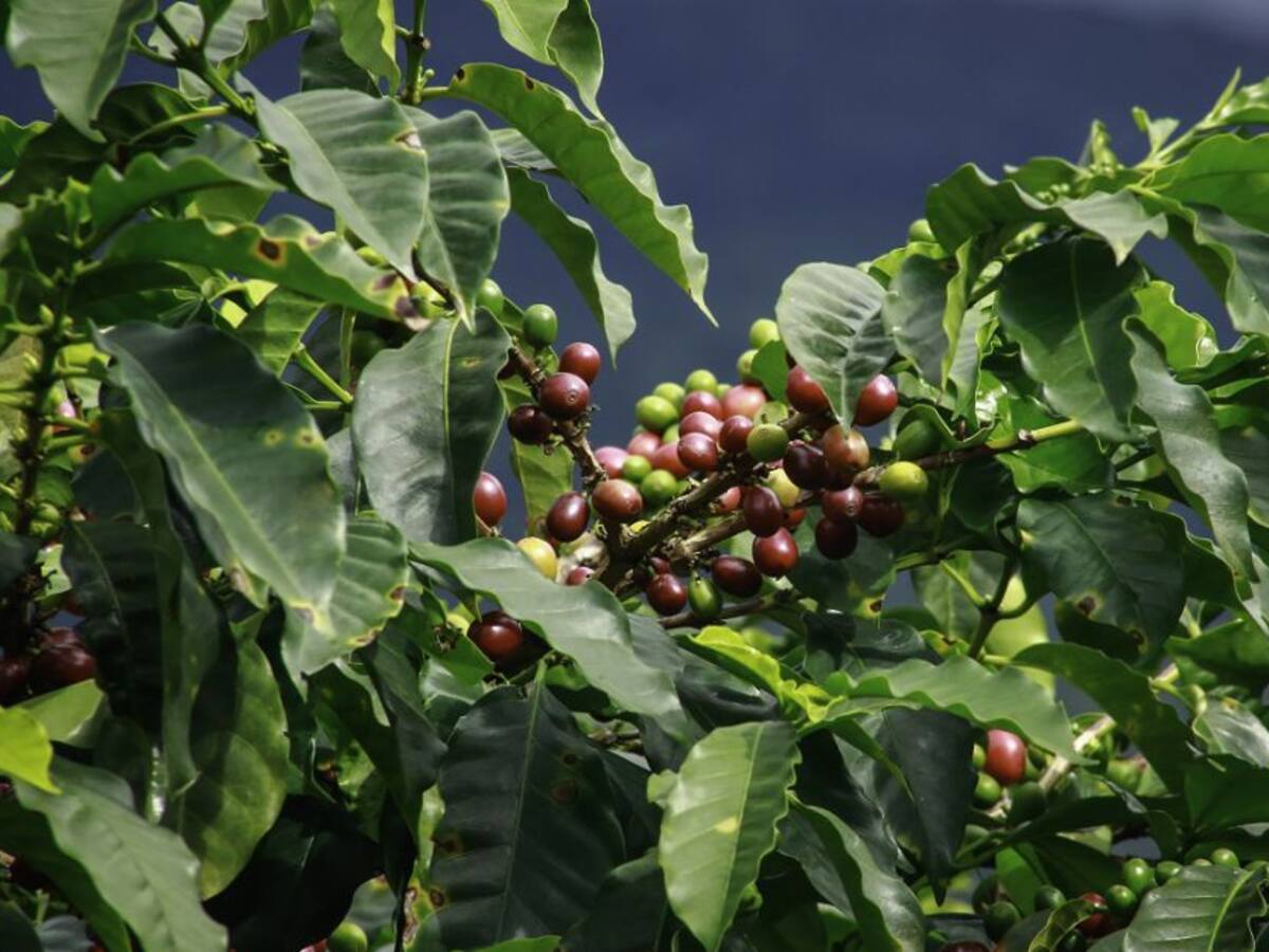En el Día Nacional del Café se destaca el Paisaje Cultural Cafetero
