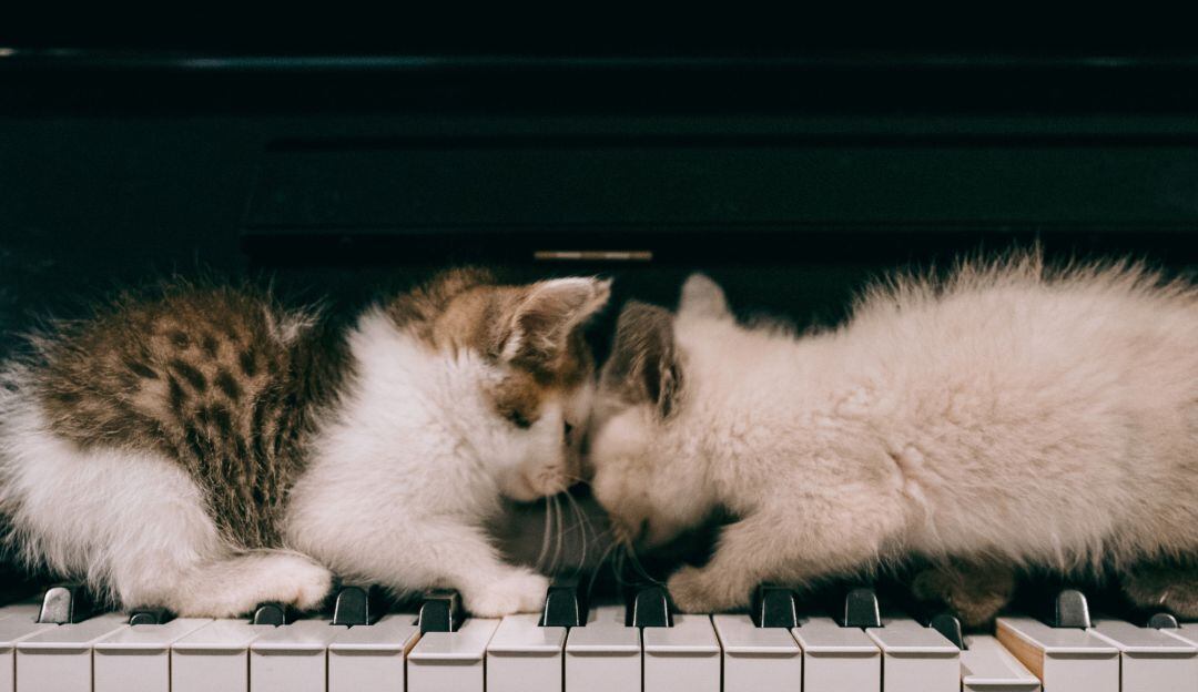 Gatos y piano.