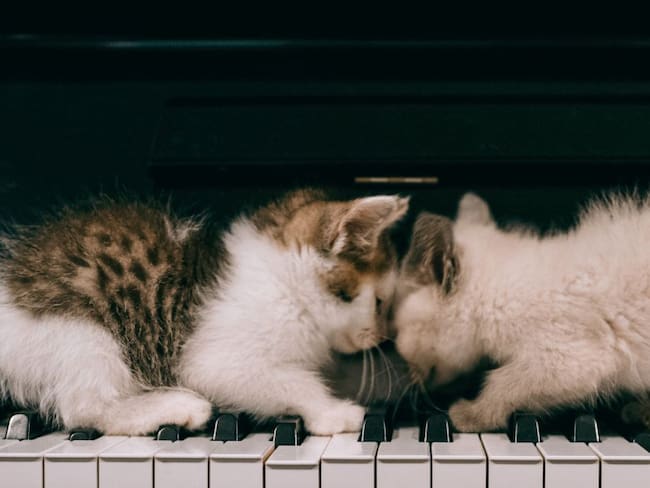 Gatos y piano. 
