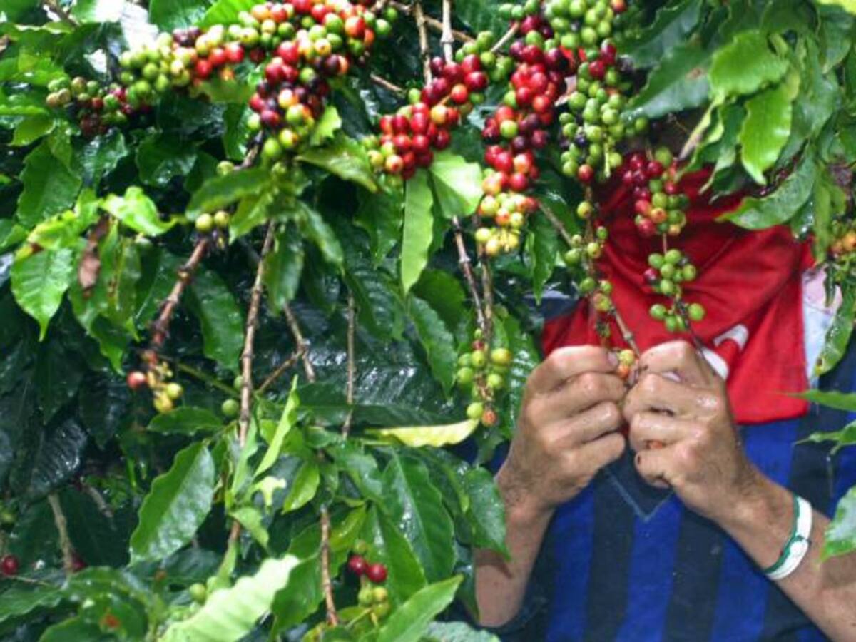 Cafeteros del Tolima piden salvavidas del Gobierno Nacional para enfrentar sequía