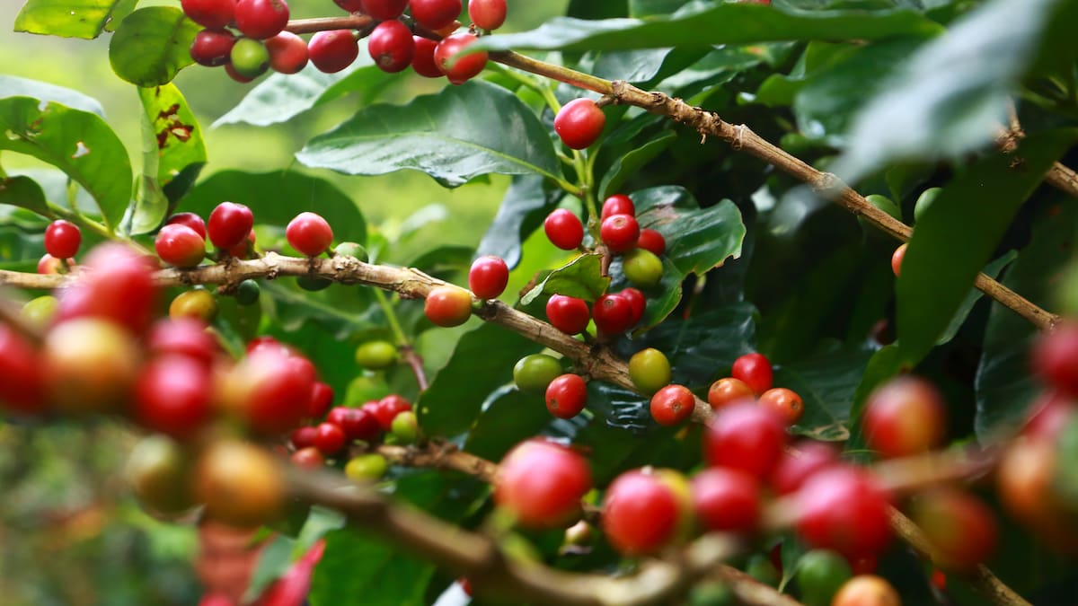 6 varietales que se cultivan en Colombia, ¿Existen otros? Expertos cafeteros responden