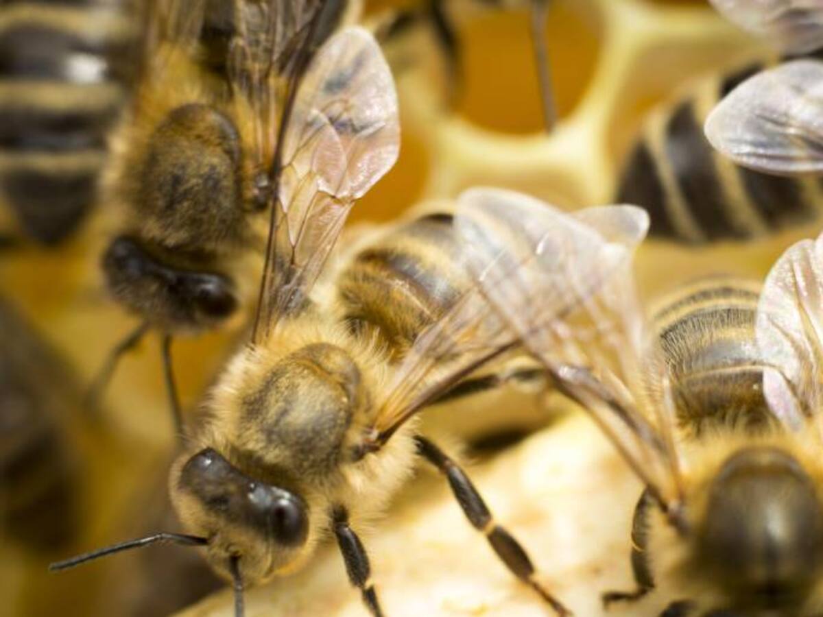 Apiterapia: la medicina alternativa más dulce